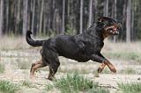 ROTTWEILER 278